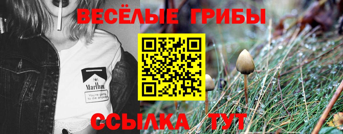 Псилоцибиновые грибы Cubensis Славгород
